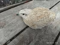 Quails — foto 8