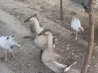 Geese — عکس 3