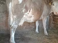Krowa, Simmental cattle — zdjęcie 1