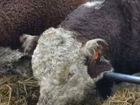 ثور, Russian Black pied cattle — الصورة 8