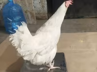 لوهمن براون — عکس 7