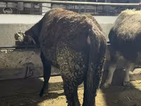 วัวตัวผู้, Swiss cattle — รูปภาพ 8