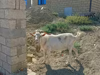 Kozel, Saanen goat — foto 4