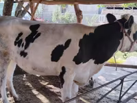 گاو نر, Russian Black pied cattle — عکس 2