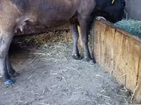 Lembu betina, Alatau breed — foto 4