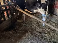 Bulle, Russian Black pied cattle — Foto 4
