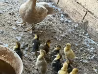 مسکوی خانگی — عکس 2