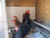 Chickens — foto 3