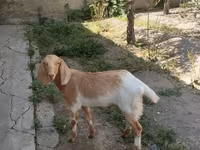 Koza, Beetal goats — fotografija 2