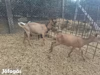 숫염소, Nubian Goat — 사진 6