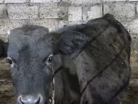 Vacă, Bovine — foto 4