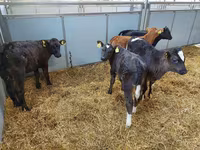 گاو ماده, Simmental cattle — عکس 4