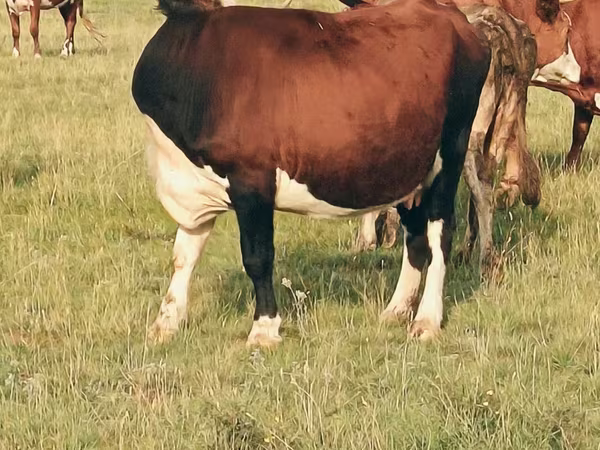 Tehén, Hereford