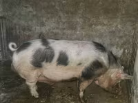 Kanec, Prasata — foto 1