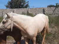 Pastuv, Azerbaijan horse — fotografija 2