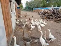 Geese — foto 7