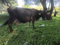 Ko, Swiss cattle — foto 4