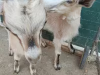 بز (گروه، جنسیت مشخص نشده), Alpine goat — عکس 5