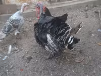 Turkeys — عکس 6