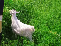 Буз, Saanen goat — акс 8