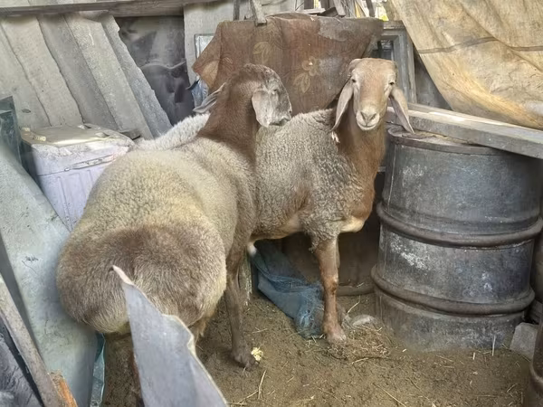 숫양, Arashan sheep