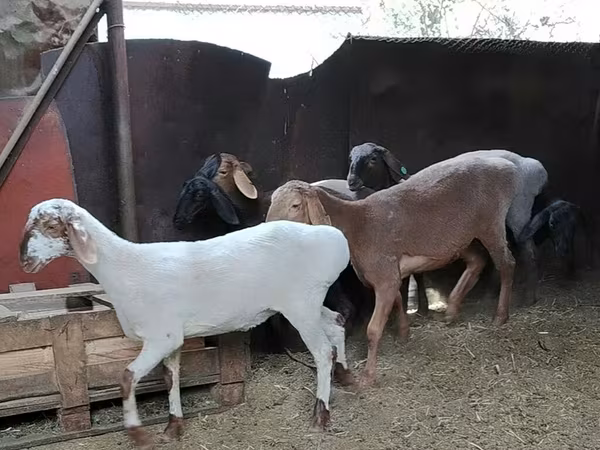 Capra, Nubian Goat