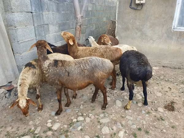 Pecora, Pecore — Kirghizistan
