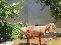 Beran, Arashan sheep — foto 2