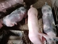 หมูป่าตัวผู้, หมู — รูปภาพ 1