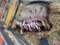 አሳማዎች (ቡድን፣ ጾታ አልተጠቀሰም), Pigs — ፎቶ 1