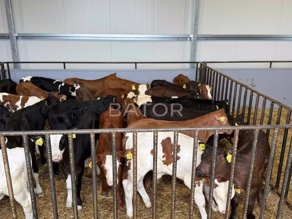 Býk, Simmental cattle