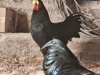 오스트랄롭 — 사진 4