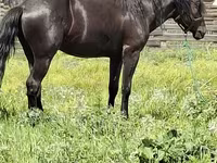 Kuda jantan, Horses — foto 2