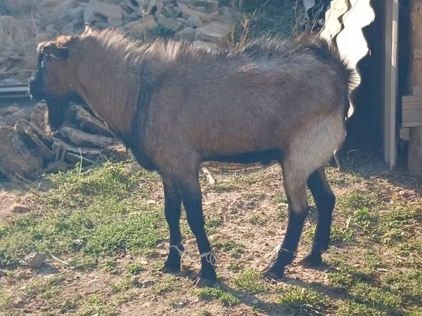 Cabra, Cabras