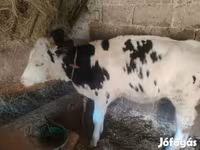 วัวตัวเมีย, Russian Black pied cattle — รูปภาพ 2