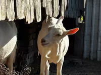Koza, Saanen goat — fotografija 2