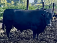 Cattle (batch, sex not specified), Aberdeen-Angus — photo 1