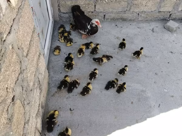 Domestic Muscovy — Azerbaijan