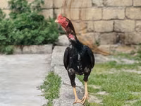 Bantam japonez — foto 4