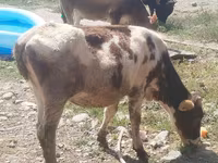 Vache, Russian Black pied cattle — photo 4
