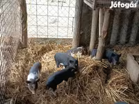 Porci (lot, sex nespecificat), Вьетнамская вислобрюхая — foto 3
