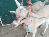 بز (گروه، جنسیت مشخص نشده), Alpine goat — عکس 4
