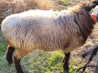 Πρόβατα (παρτίδα, φύλο μη καθορισμένο), Πρόβατα — φωτογραφία 3