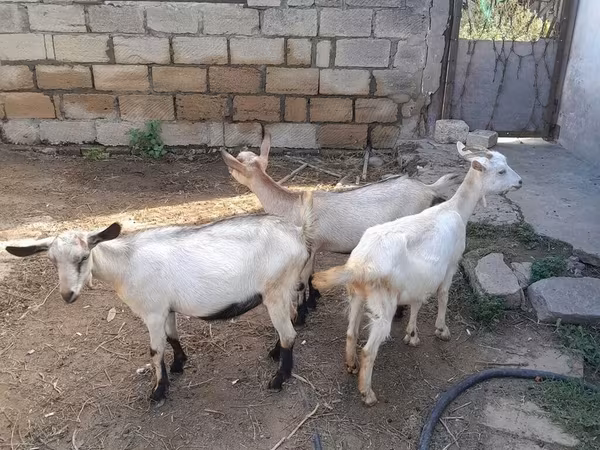 بز ماده, Saanen goat