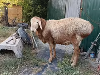 Kambing betina, Sheep — foto 2