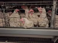 Chickens — fotografija 5