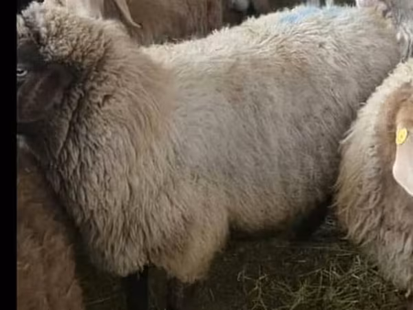 Sheep, Sheep — Kyrgyzstan
