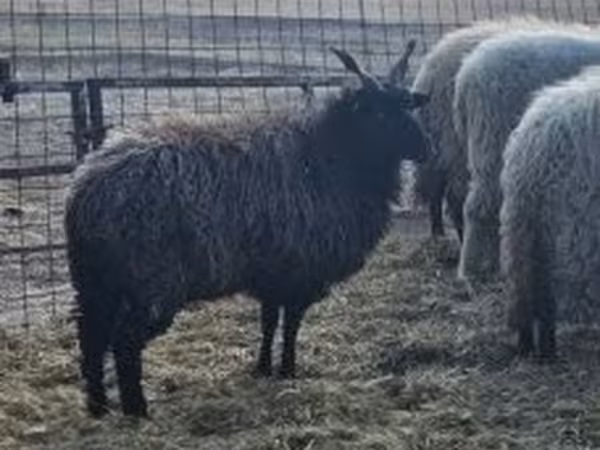 Biri-biri betina, Racka sheep