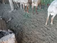 Dume la kondoo, Rhon sheep — picha 2