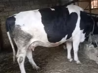 วัวตัวเมีย, Russian Black pied cattle — รูปภาพ 3